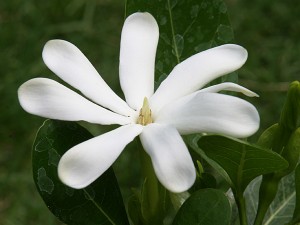 fleur de tiaré